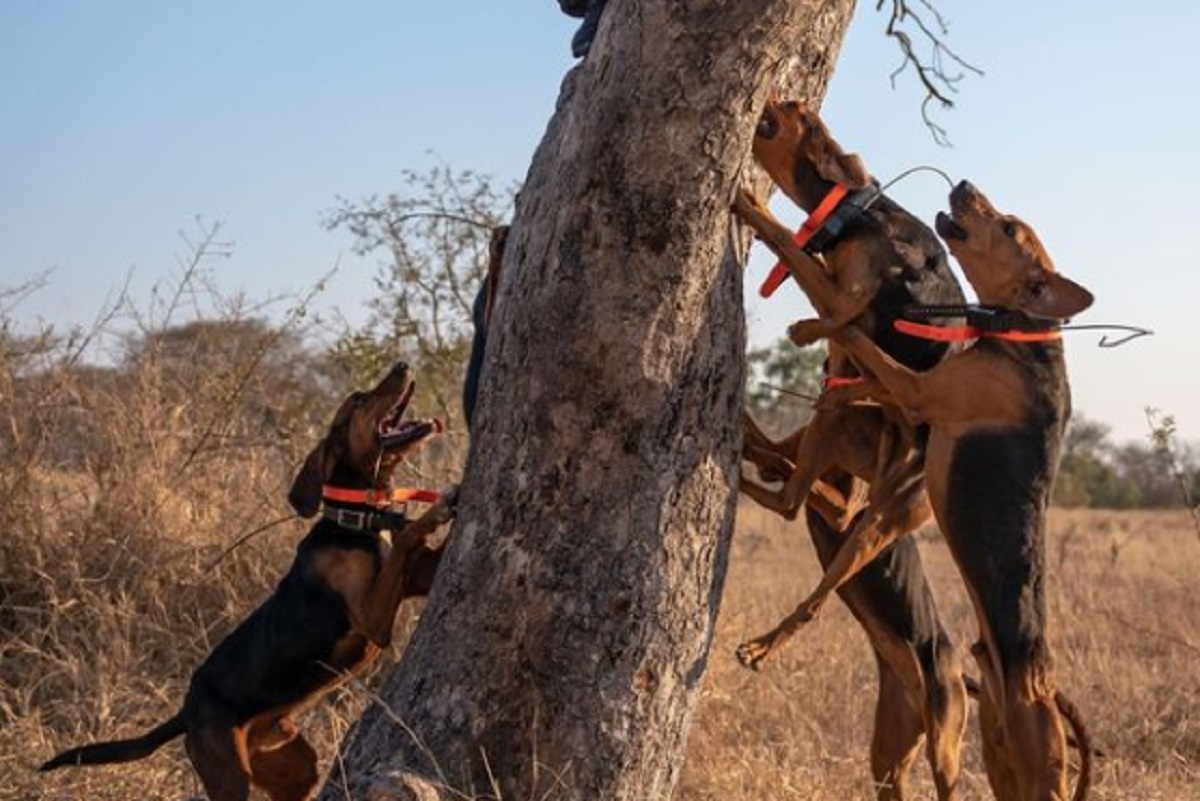 Des chiens dresss aident les garde-chasses et sauvent 45 rhinocros des braconniers